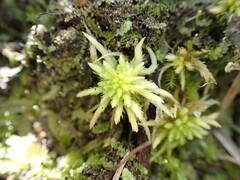 Sphagnum subnitens