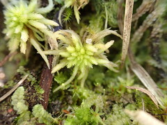 Sphagnum subnitens