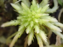 Sphagnum subnitens