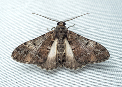 Stictopterinae
