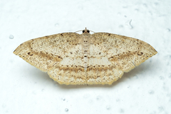 Eutoea heteroneurata