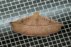 Eublemma quadripunctata