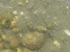 Myoxocephalus
