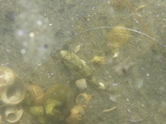 Myoxocephalus