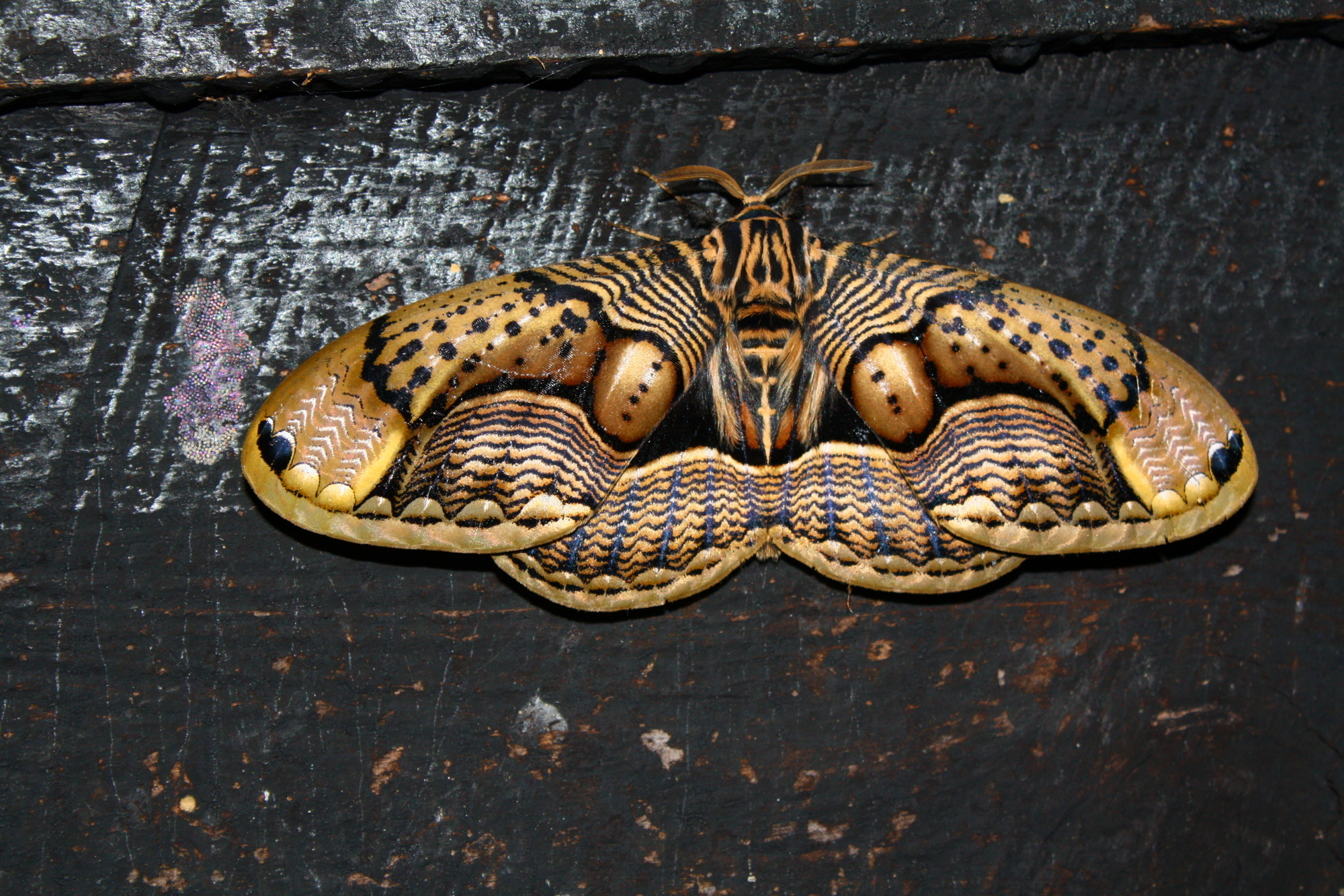 標本 China Brahmaea wallichii 125mm Brahmaea Wallichii / Owl Moth — BED BUG TAXIDERMY