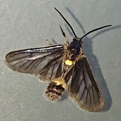 Psichotoe duvaucelii