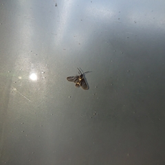 Psichotoe duvaucelii