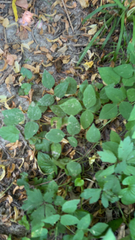 Amphicarpaea bracteata