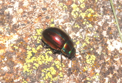 Chrysolina cerealis
