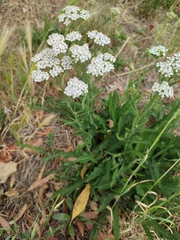 Achillea millefolium