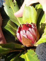 Protea caespitosa