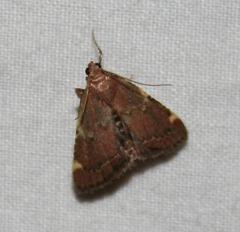 Hypsopygia intermedialis