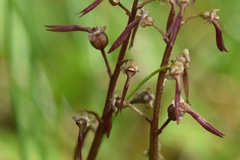Neottia bifolia