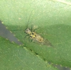 Teliapsocus