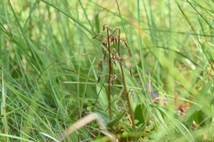 Neottia bifolia