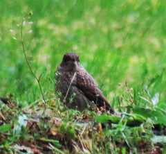 Muscicapa striata