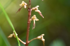 Neottia bifolia