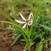 Iphigenia pallida - Photo (c) swanand kesari,  זכויות יוצרים חלקיות (CC BY-NC), הועלה על ידי swanand kesari