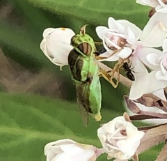 Hedriodiscus trivittatus