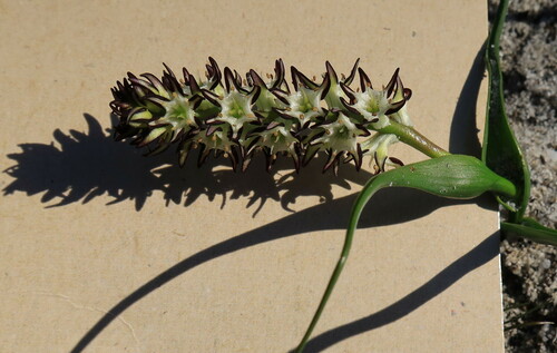 Wurmbea hiemalis (Wurmbea hiemalis)