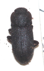 Gonocephalum setulosum