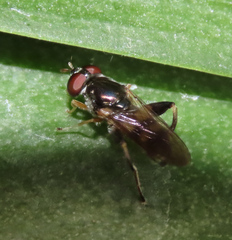 Chalcosyrphus metallicus