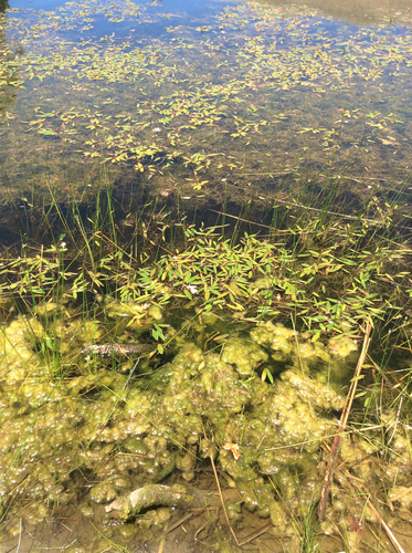 iNaturalist observation photo of floating-leaved pondweed