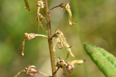 Neottia bifolia