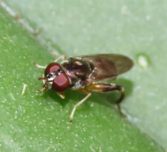 Chalcosyrphus metallicus