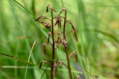 Neottia bifolia