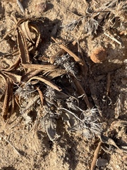 Eriastrum filifolium