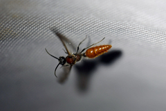 Sphaeropthalma imperialis