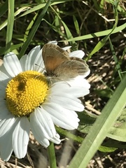 Coenonympha california