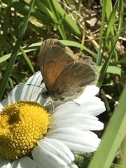 Coenonympha california