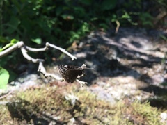 Erynnis lucilius