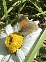 Coenonympha california