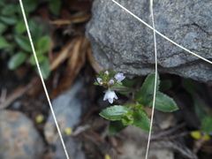 Veronica morrisonicola