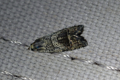 Ofatulena duodecemstriata