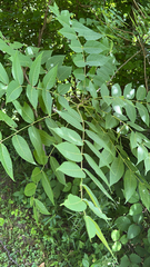 Juglans nigra