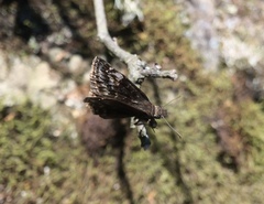 Erynnis lucilius