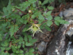 Rubus pungens oldhamii