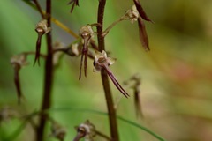 Neottia bifolia