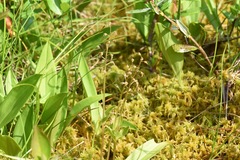 Neottia bifolia