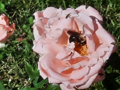 Xylocopa virginica