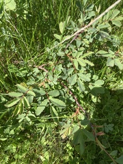 Rosa glauca