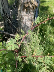 Rosa glauca