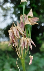 Allium siculum