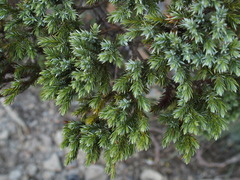 Juniperus squamata