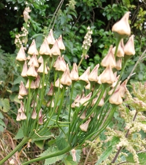 Allium siculum