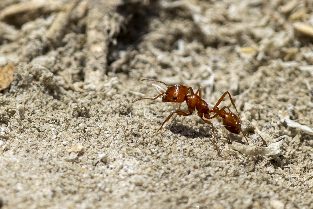 Typical American Harvester Ants from Merced, California, United States